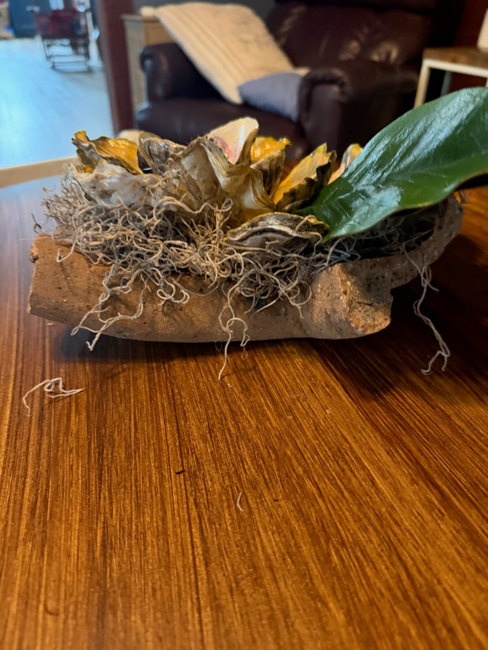 Magnolia oyster shells